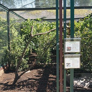 Second Maleo and Guianan cock-of-the-rock aviary in the Fasanerie, 2024-05-23