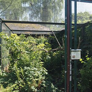 Guianan cock-of-the-rock aviary, 2024-05-23