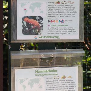 Guianan cock-of-the-rock and Maleo signage, 2024-05-23