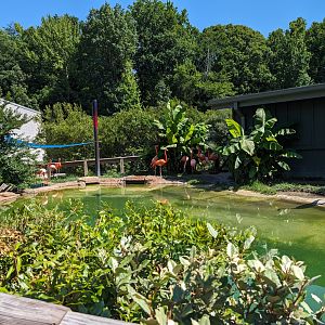Caribbean Flamingo exhibit