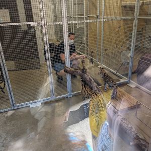 NEW Serval kitten with mom