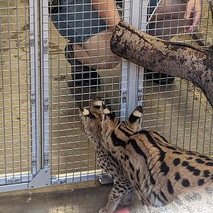 NEW Serval kitten with mom