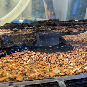 NEW White Blotched River Ray pups