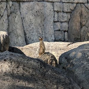 Meerkat at the Greensboro Science Center