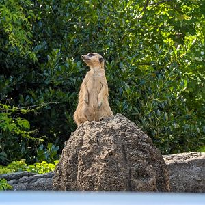 Meerkat at the Greensboro Science Center