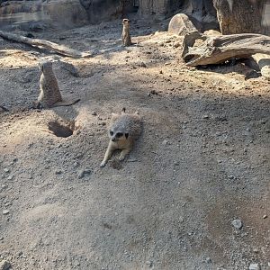 Meerkats at the Greensboro Science Center