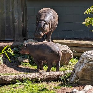 Pygmy Hippos at the Greensboro Science Center