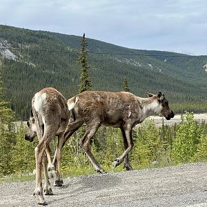 Caribou - British Columbia