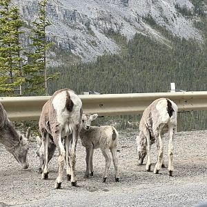 Stone Sheep - British Columbia