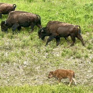 Wood Bison - Yukon