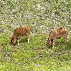 Wood Bison - Yukon