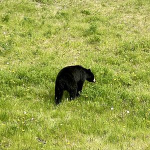 Black Bear - Yukon