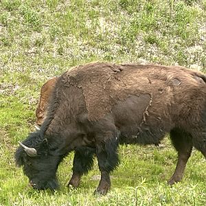 Wood Bison - Yukon
