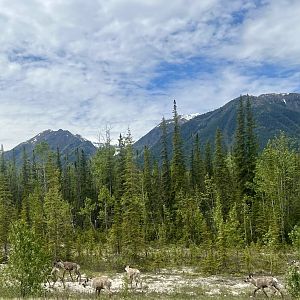 Caribou - British Columbia