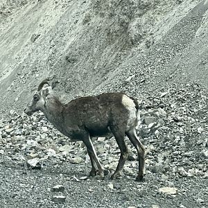 Stone Sheep - British Columbia