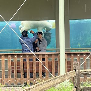 Polar Bear Selfie