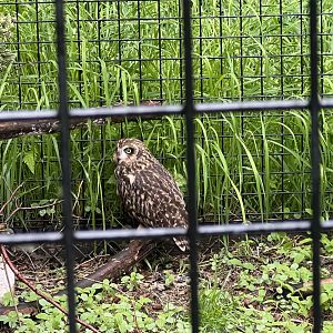 Short-eared Owl