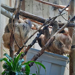 Linnes Two Toed Sloths