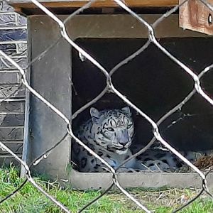 Misha the new Snow Leopard