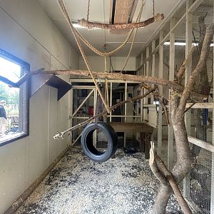 Black Howler Monkey Indoor Exhibit