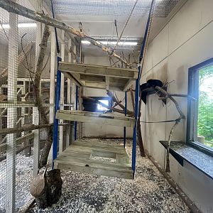 Black Howler Monkey Indoor Exhibit