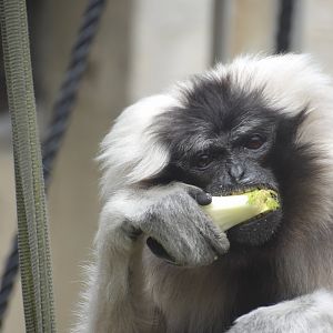 Ivy - Pileated Gibbon