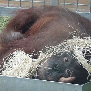 Female Orangutan With Newborn