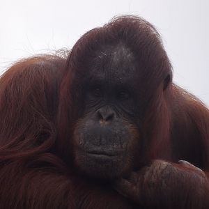 Bornean Orangutan (Pongo pygmaeus)
