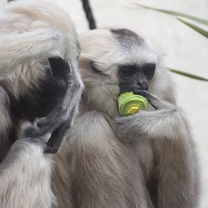 Ivy (Left) and her offspring (Right).