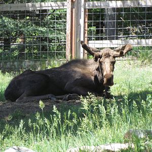 Alaska Moose