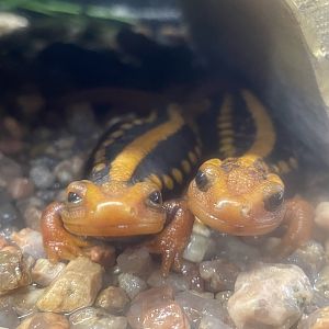 Emperor Newts