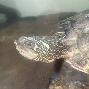 Pearl River Map Turtle