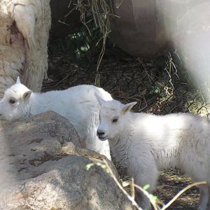 Mountain Goat Kids