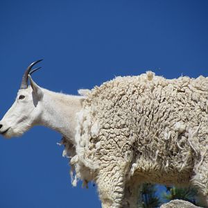 Mountain Goat