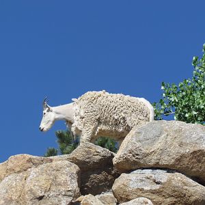 Mountain Goat
