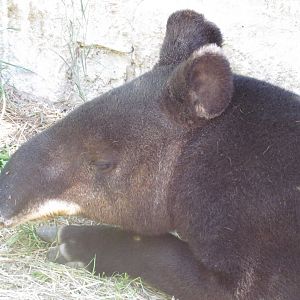 Mountain Tapir