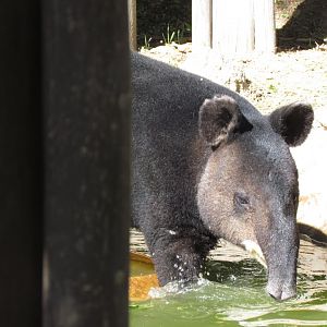 Mountain Tapir