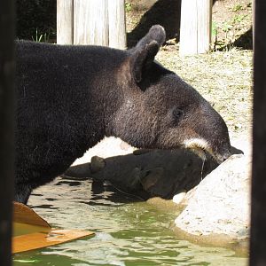 Mountain Tapir