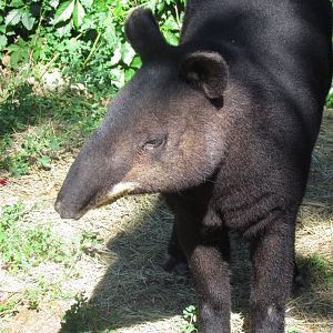 Mountain Tapir