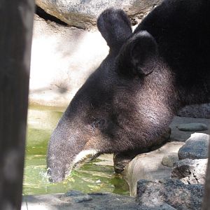 Mountain Tapir