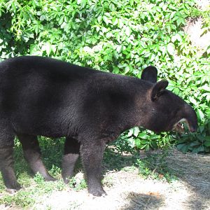 Mountain Tapir
