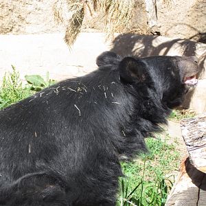 Asiatic Black Bear