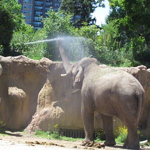 Asian Elephant
