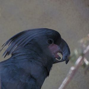 Palm Cockatoo