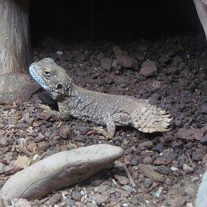 Taylor’s Shield-tailed Agama