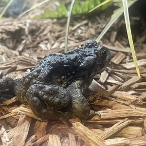 Boreal Toad