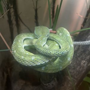 Hagen’s Pitviper