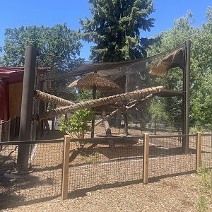 Matschie’s Tree Kangaroo Outdoor Exhibit