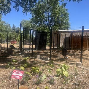 Southern Cassowary Exhibits