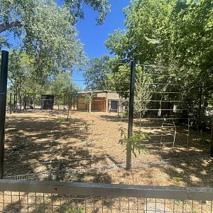 Southern Cassowary Exhibit